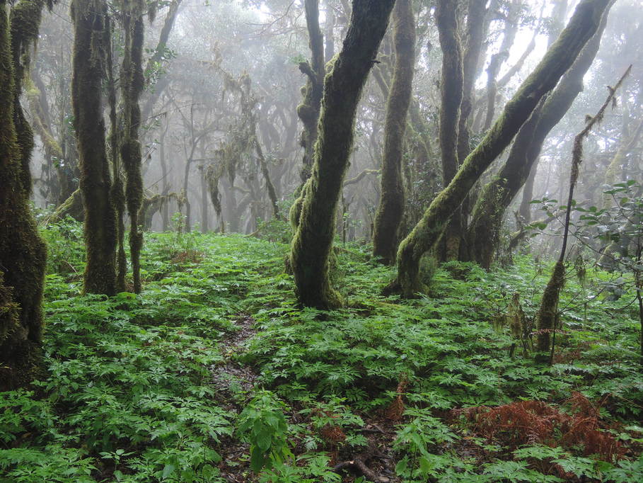  Lorbeerwald bei Raso de la Bruma